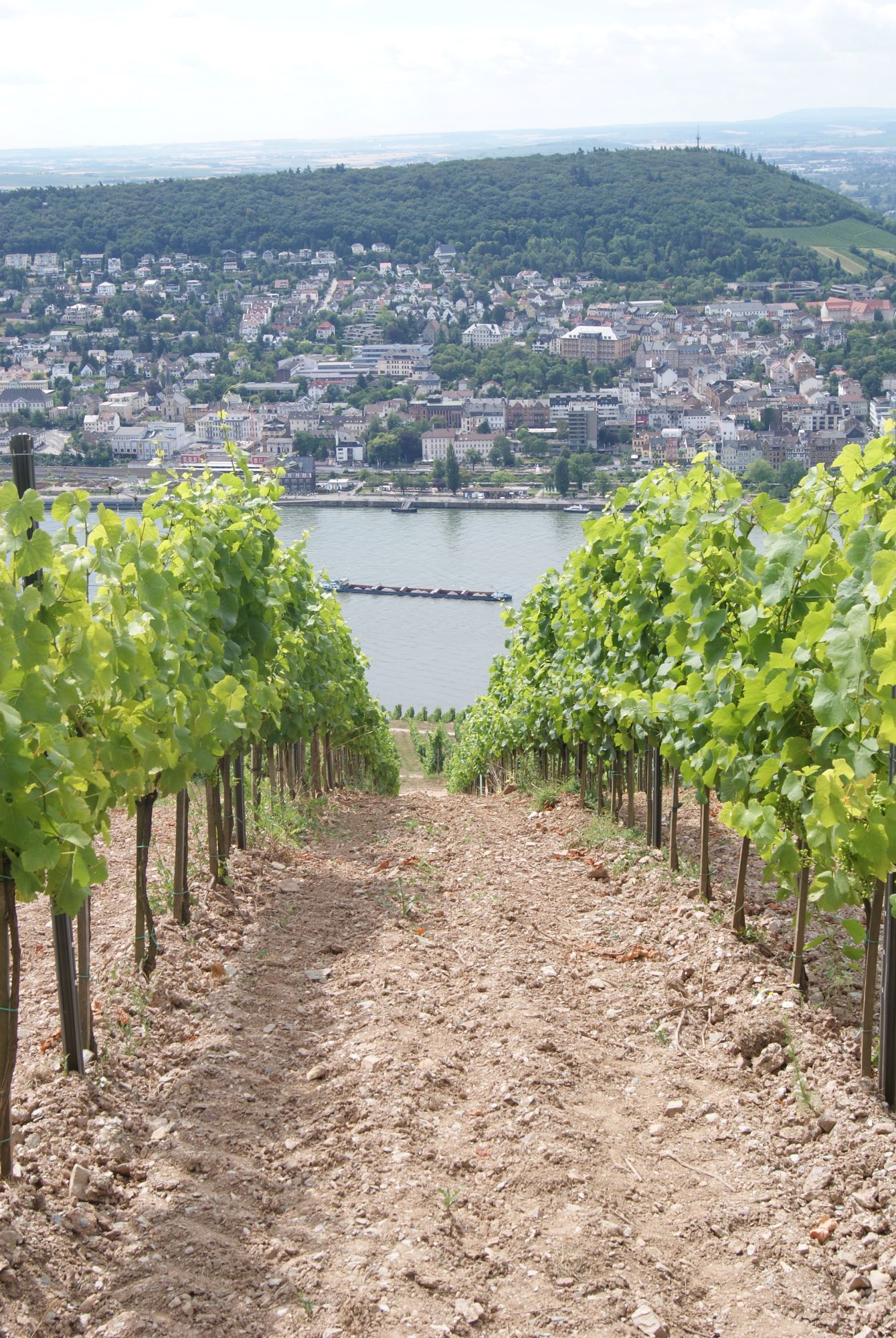 Vinstokke med udsigt over Rhinen